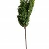 Creative Co-op Boxwood And Pine Branch