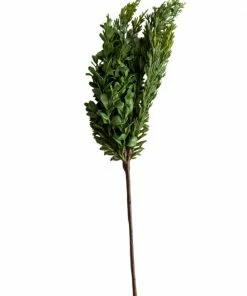 Creative Co-op Boxwood And Pine Branch