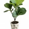 Allstate Home Decor Fiddle Leaf Plant In Pot