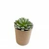 Creative Co-op Elizabeth Succulent In Paper Pot