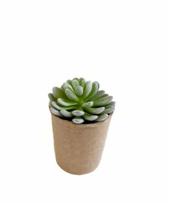 Creative Co-op Elizabeth Succulent In Paper Pot