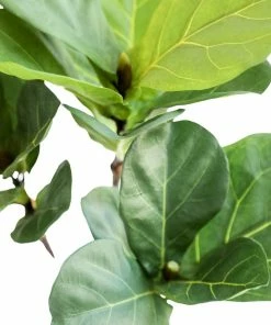 Allstate Home Decor Fiddle Leaf Plant In Pot