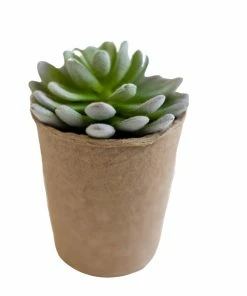 Creative Co-op Elizabeth Succulent In Paper Pot