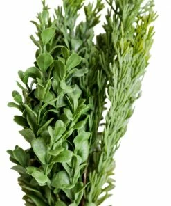 Creative Co-op Boxwood And Pine Branch