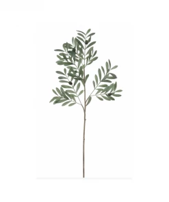 Creative Co-op Olive Branch