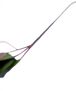 Allstate 26" Eucalyptus Leaf Spray