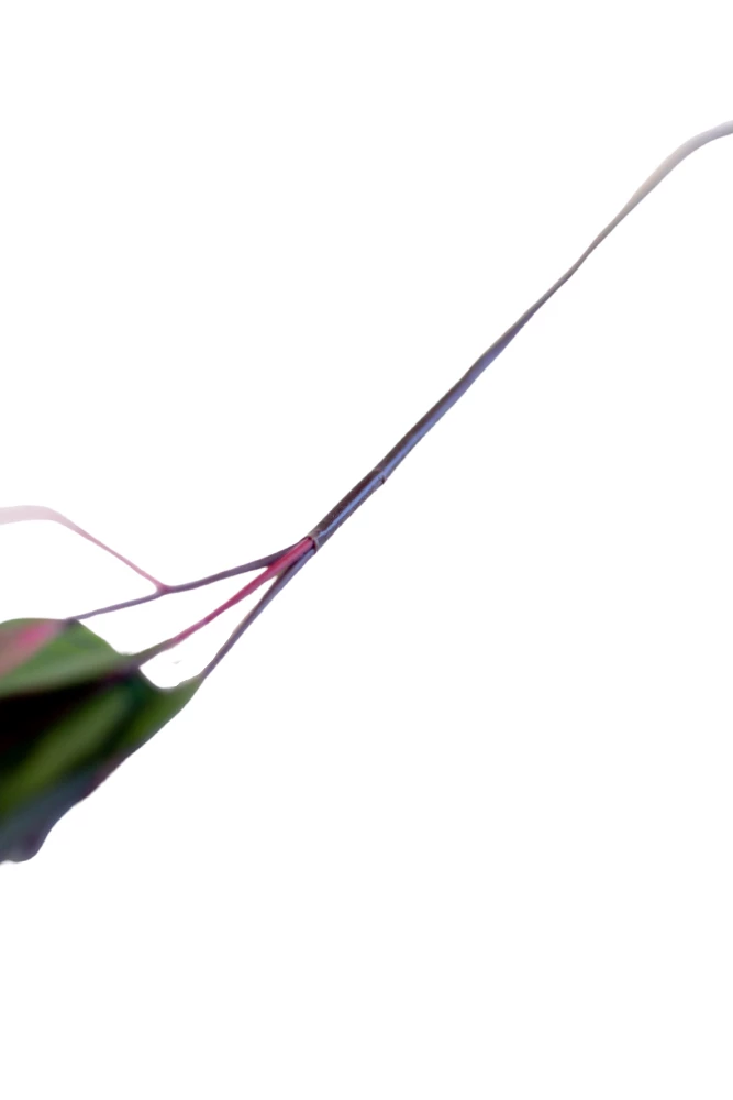 Allstate 26" Eucalyptus Leaf Spray