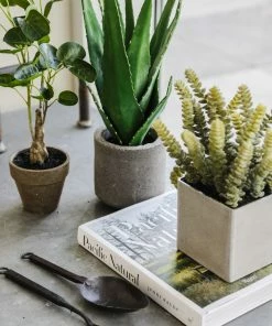 Allstate Money Plant 20"