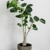Allstate Money Plant 20"