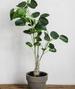 Allstate Money Plant 20"
