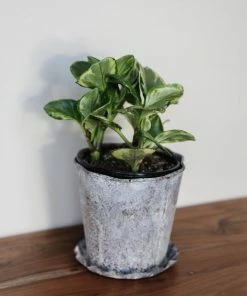 Creative Co-op Distressed Planter Set Home Decor