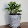 Creative Co-op Distressed Planter Set Home Decor