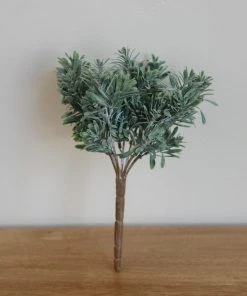 Allstate Succulent Grass