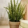 Allstate Sedum In Clay Pot 12"