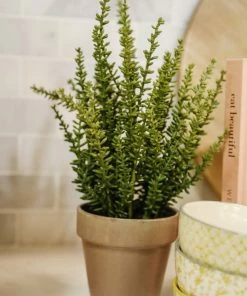 Allstate Sedum In Clay Pot 12"