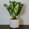 Allstate Diffenbachia Plant FINAL SALE Home Decor