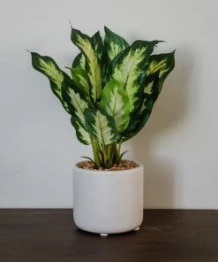 Allstate Diffenbachia Plant FINAL SALE Home Decor
