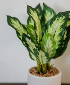 Allstate Diffenbachia Plant FINAL SALE Home Decor