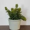 Allstate Stonecrop Sedum