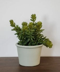 Allstate Stonecrop Sedum
