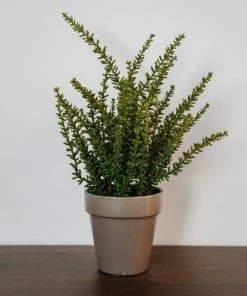 Allstate Sedum In Clay Pot 12"