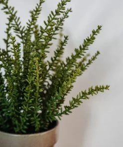 Allstate Sedum In Clay Pot 12