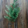 Allstate Home Decor Larch Pine Spray W/ Cone