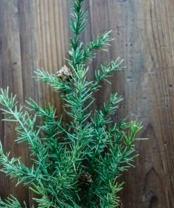 Allstate Home Decor Larch Pine Spray W/ Cone