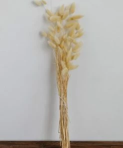 Mud Pie Preserved Lagrus Grass