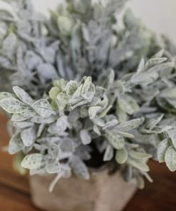 Kalalou Sage In Square Pot