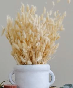 Mud Pie Preserved Lagrus Grass