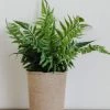 Creative Co-op Paper Pot Fern