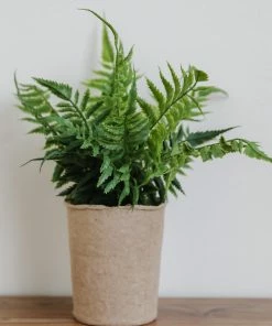 Creative Co-op Paper Pot Fern