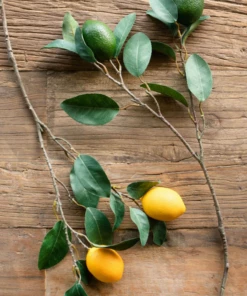 Park Hill Home Decor Citrus Branch