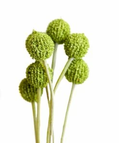 Sullivans Green Button Stem