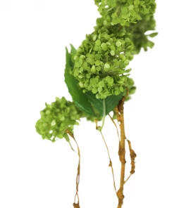 Sullivans Green Snowball Hydrangea Spray