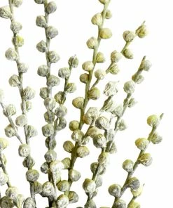 Kalalou Spring Bud Branch