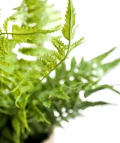 Creative Co-op Paper Pot Fern