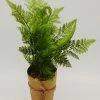 Creative Co-op Home Decor Faux Fern In Paper Pot