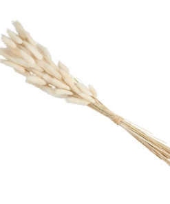 Mud Pie Preserved Lagrus Grass